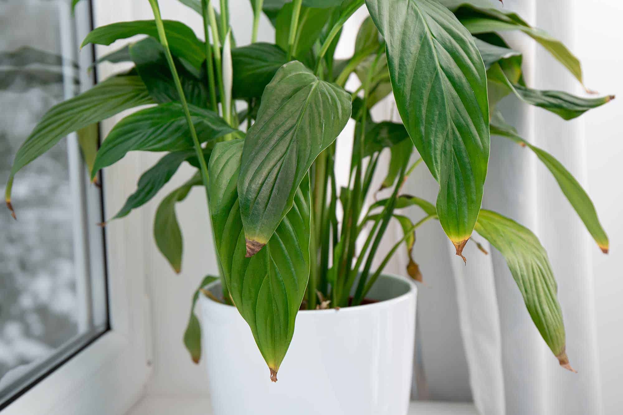 Consideration plant killers: new evaluation reveals your vegetation may probably be silently screaming at you